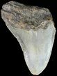 Partial Megalodon Tooth - North Carolina #48914-1